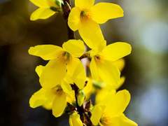 [뱅상, 종상] 개나리 꽃 上