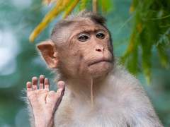 당신은 원숭이보다 주식을 잘하는가?