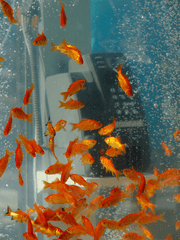 Let's Dance All Night