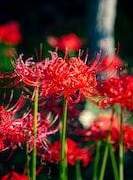 [GL: 똑 닮은 딸|솜솔] Red spider lily