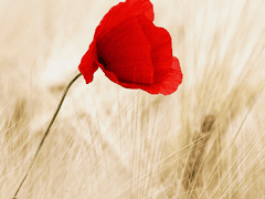 궁에 피는 꽃 #12