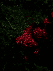 메이저 아르카나