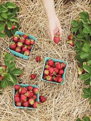 (자관스듀AU)딸기딸기농장