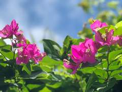 아리엘 부겐빌레아