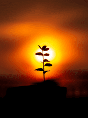 죽기에는 너무 재미있고, 살기에는 너무 괴로운, 그런 H의 짧은 일대기.