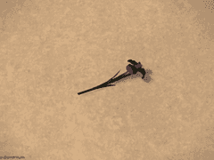 FF14 프레이 미스트 개인봇 모심글