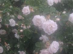 [린도란/아가씨 1]