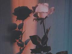 樂으로 살고, 愛로 죽는 물레의 삶이란 도대체 무엇일까.