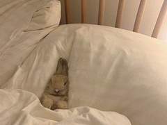 치타 주워보신 분? 15