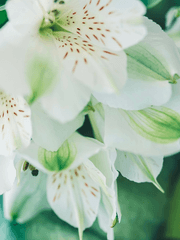 백합내음 나는 너에게