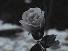 이해관계와 쾌락, 그리고 허영심만이 내 마음을 움직인다.