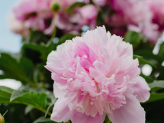 [세르시온] 봄의 모란