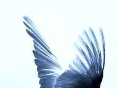 죽은 이들의 부활과, 후세의 영생을 기다리나이다.