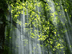 Elrond Priam Hyperion 엘론드 P. 히페리온