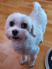 개와 김해피에 대하여