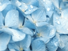 하멜의 하늘 아래, 너와의 추억을 간직할거야.