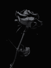 어떤 사기 : 愛期