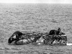 바다사자 멸종기