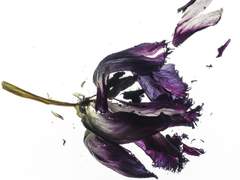 ICP 연구소 AU_ 캐프로필