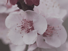 [청명소병] 좋은 것도 적당히