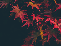 [코바아쿠] 단풍이 저물어갈 때