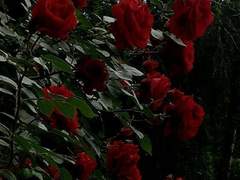 가시덩굴장미원예사 上