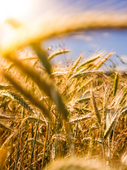 지인끼리 하는 스타듀밸리