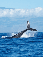 첫눈이 오던 날, 그 고래는