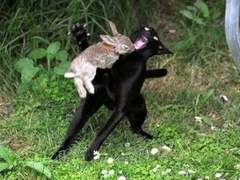 잃어버린 토끼를 찾습니다