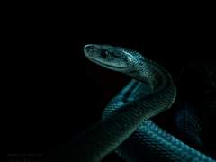 [리들해리] 어린 뱀