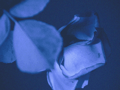 푸른 독초 BLUE VENOM 10