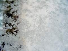 [신센구미] 눈싸움