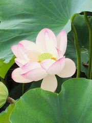 우성명헌 단편?