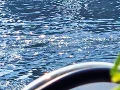 피사체를 담는 렌즈 -1