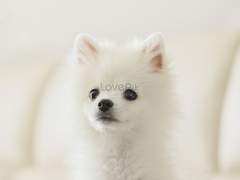 멍뭉이는 멍멍<a dog mung>