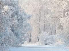 라일라 윈티트 ▪︎ 그리핀도르 ▪︎ 혼혈