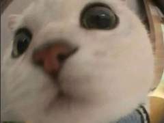 박지성 배척단 인물 프로필