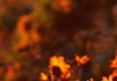 밀즈 프림|래번클로|순혈