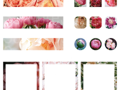 작약 텍스처 스티커