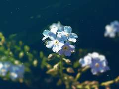 호흡으로 말미암은 맹세는