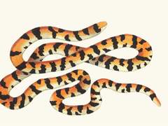 50. 뱃속에 뱀이 든 듯