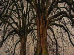 평등을 인간으로 제한하면 그것은 신과 관계없는 인간의 일이 된다