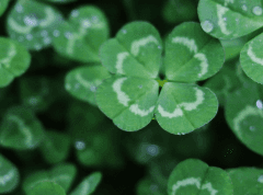 여신님의 사명 아래, 당신들 사이에서.