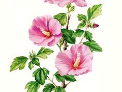 [준호영우] 이방인 上