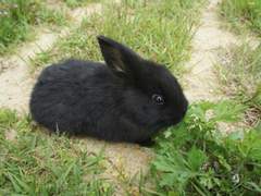 정대만은 토끼를 키우기로 결심했다 3