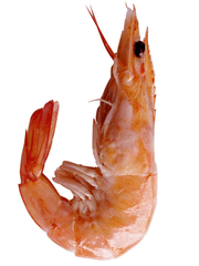 독도새우가 되고싶은 새우깡