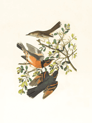 죠노콘의 루키아 드림