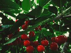 이담 글 커미션