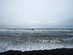 원피스 사사키 드림주 프로필