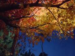 전능 역설의 역설